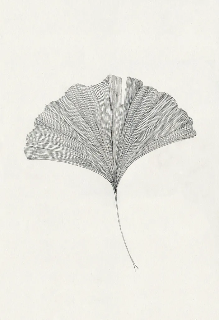 Frois, Ana: »Ginkgo Leaf«