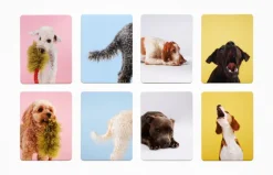 Memo-Spiel »Hundesprache - Verstehst du deinen Hund?«